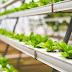 Best Hydroponic Nutrients For Growing Lettuce