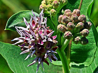 Milkweed