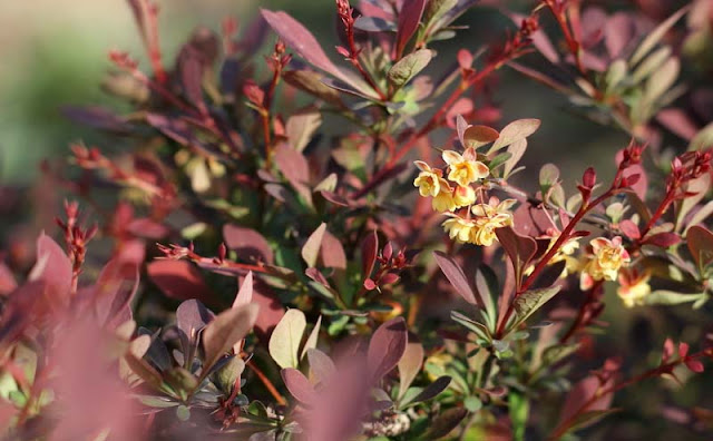 Berberis Thunbergii Flowers Pictures