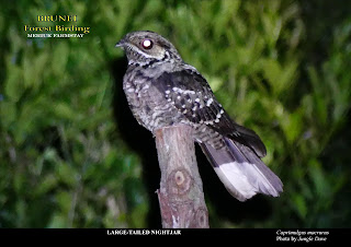 Large-tailed Nightjar @Brunei