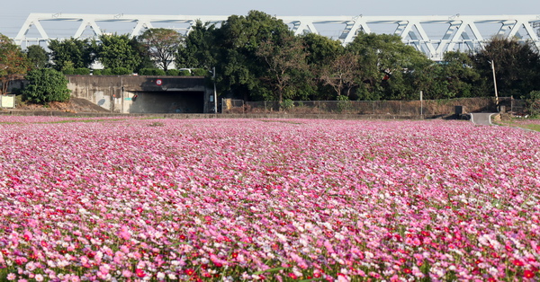 烏日高鐵旁拔蘿蔔2/1登場，還有數公頃論子巷花海賞花拍美照