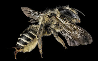 Honeybee sting,honeybee cure,sting cure