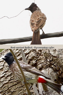 "Red-vented Bulbul - Pycnonotus cafer April 2024 Mt Abu.jpg. Picturecollage of bird with nesting mterial."