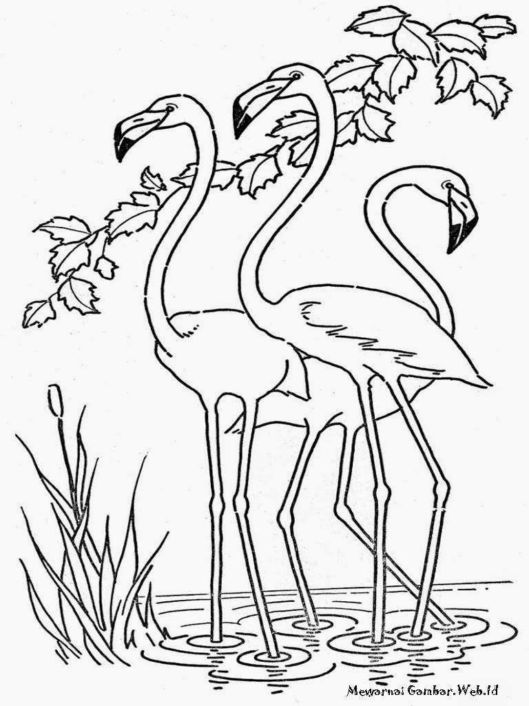 Mewarnai Gambar  Burung Flamingo Mewarnai Gambar 
