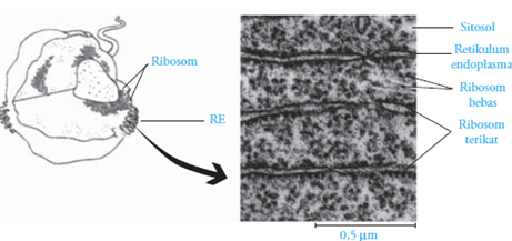 ribosom bebas,ribosom terikat