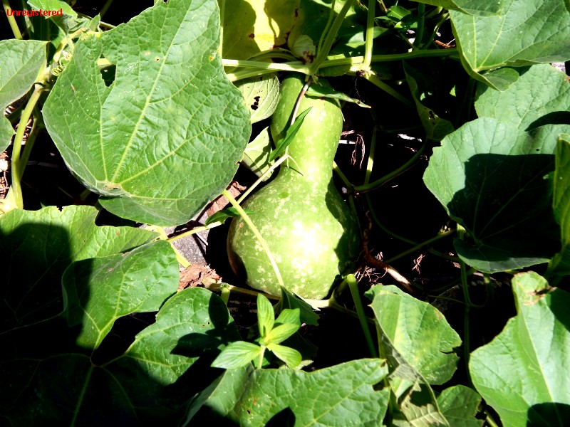 Fruto verde da cabaça no pé