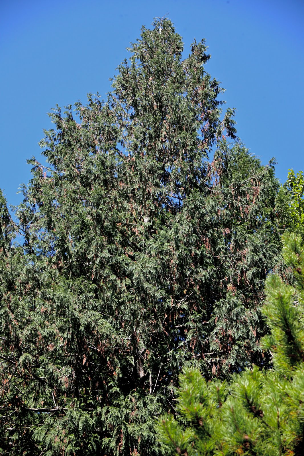 Tree Identification: Thuja plicata - Western Redcedar