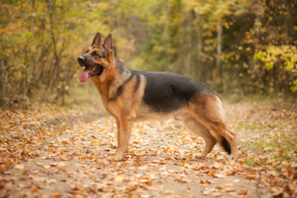 german shepherd baby price in Patna, german shepherd puppy sale Patna, german shepherd puppy purchase Patna, german shephard dog Patna