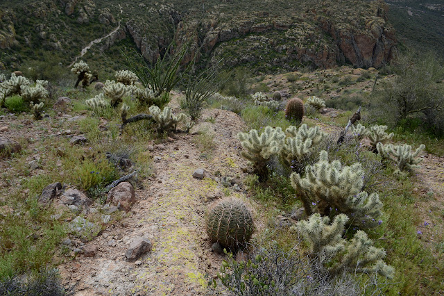 barrel cactus and cholla and ocotillo