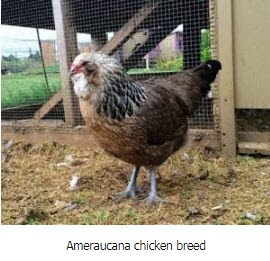 Ameraucana breed of chicken