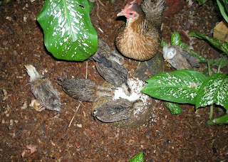 Hen and chicks, La Ceiba, Honduras