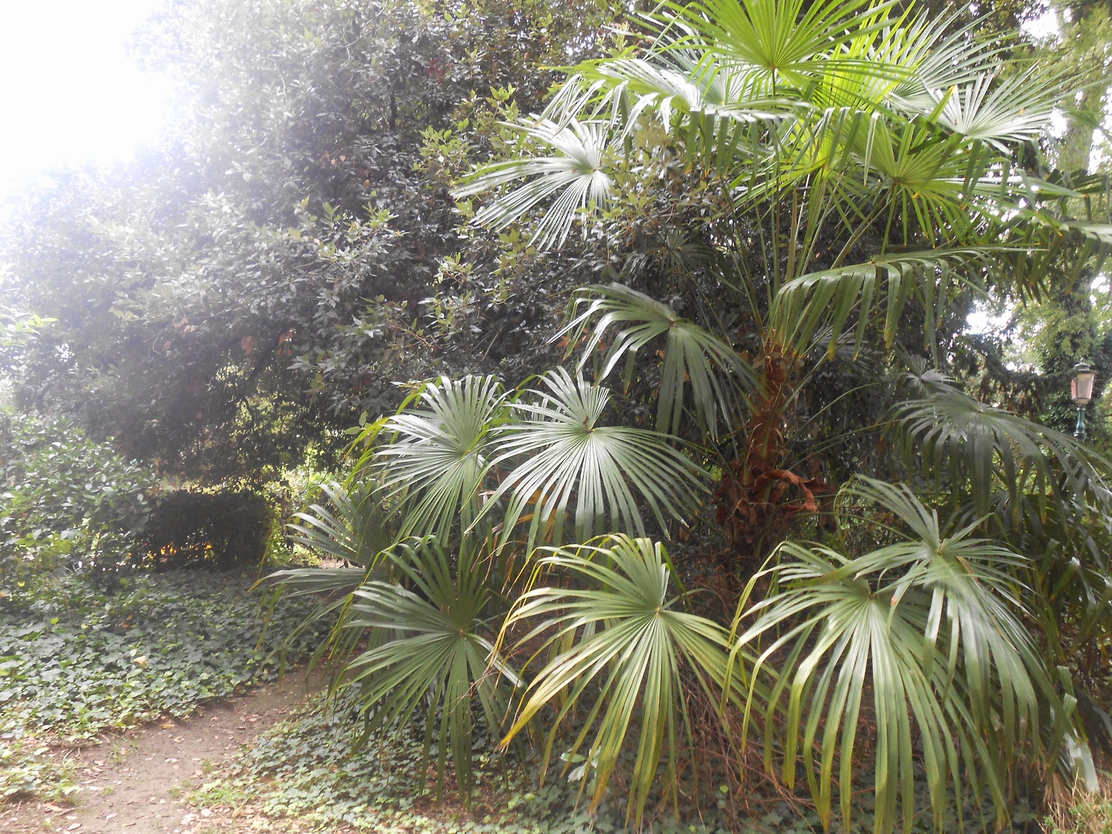 A VISIT TO THE OLDEST BOTANICAL GARDEN OF THE WORLD