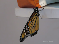 Monarch male takes its 1st 'steps' 4.5 hours after emerging - © Denise Motard