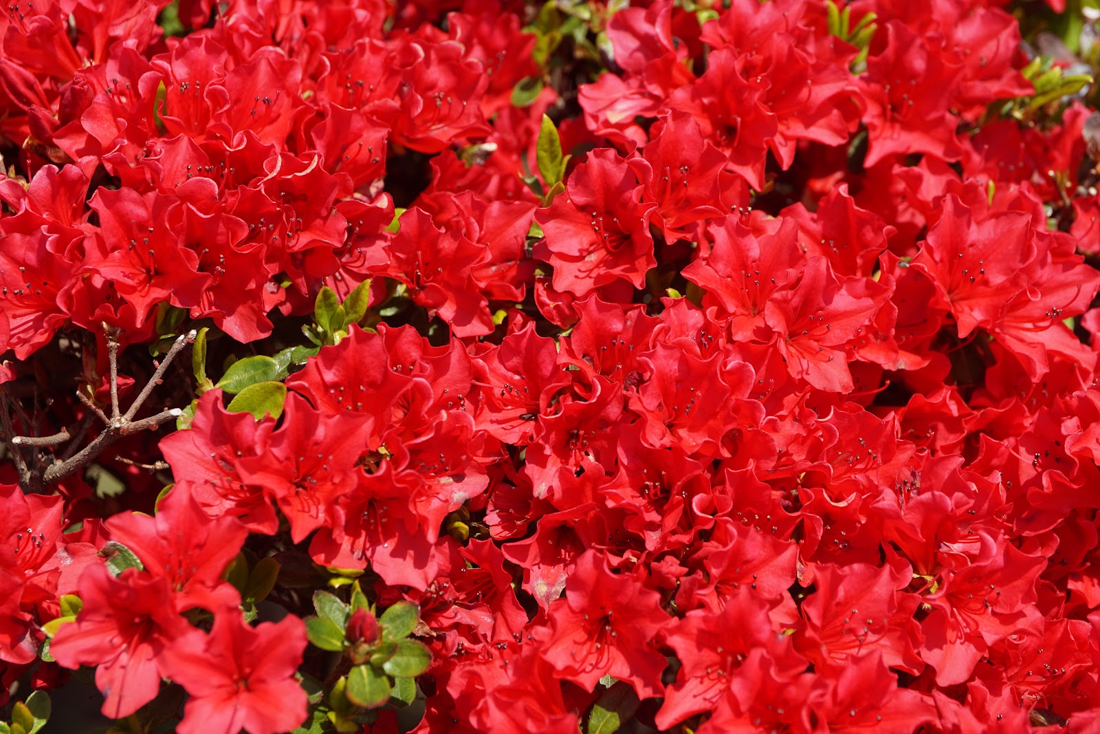 久留米躑躅の満開の赤い花