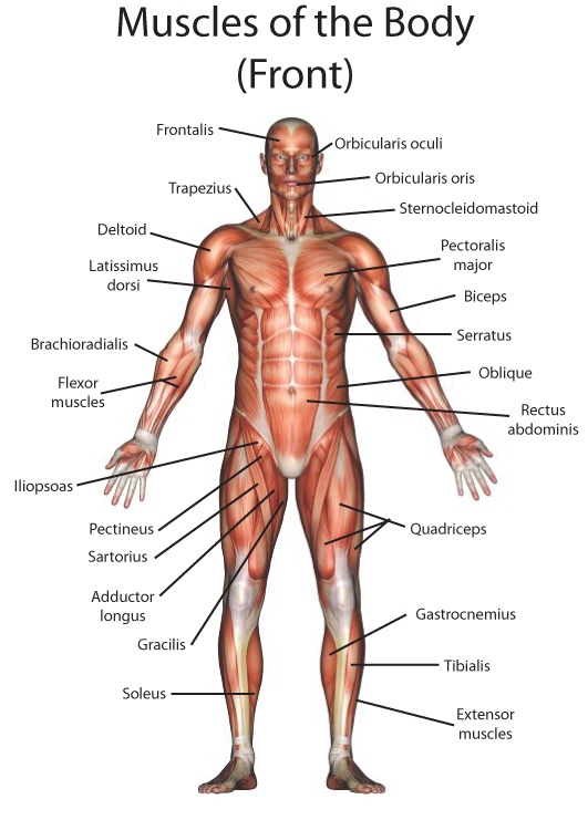 My English Pages Online: Human Anatomy - Anatomía Humana