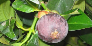 5 Manfaat buah manggis