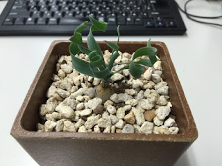 会社で育てているアルブカ・コンコルディアヌムです。