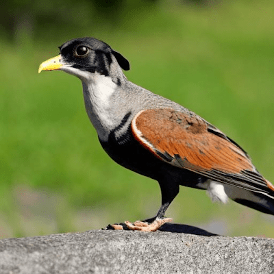 鳥犬２