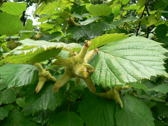 Лещина маньчжурская (Corylus mandshurica, =Corylus sieboldiana var. mandshurica)