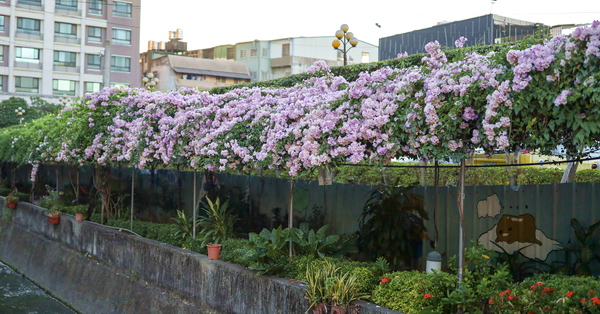 台中大里蒜香藤隧道，中新社區綠色隧道欣賞粉紫色蒜香藤，大元國小旁