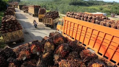 Gapki Sebut Sejumlah Pabrik Kelapa Sawit Hentikan Operasi