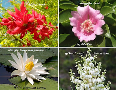Caribwood_Bayahibe Rose_White Egyptian Lotus_Flor de Izote