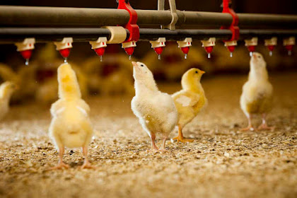 7 Macam Prinsip Pelaksanaan Biosecurity Peternakan (Ayam)