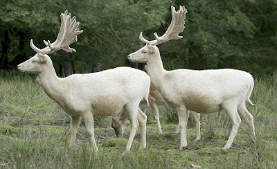 All white deer making a perfect seasonal picture Seen On coolpicturesgallery.blogspot.com