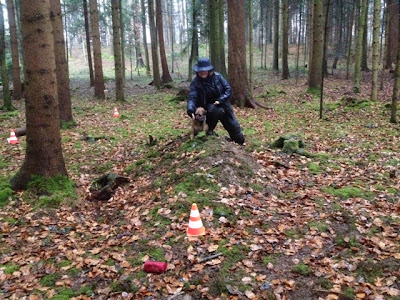 Border Terrier Charly beim Dummytraining im Wald