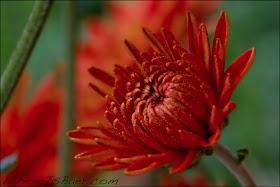 beautiful red flower, colombia, chris baer