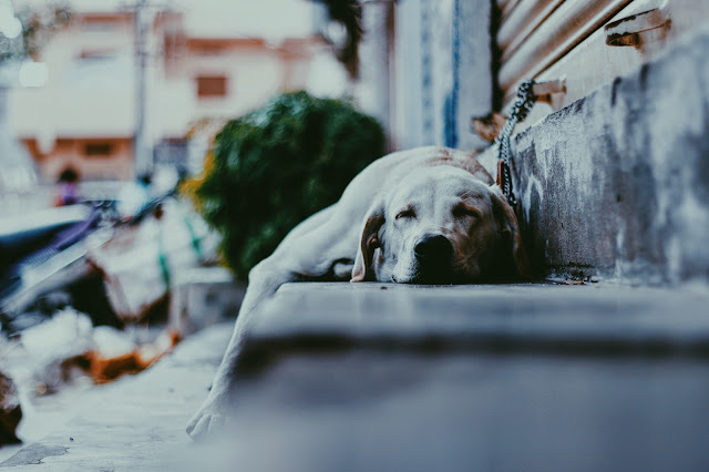 desktop wallpaper, animals, dog, sleep, stair