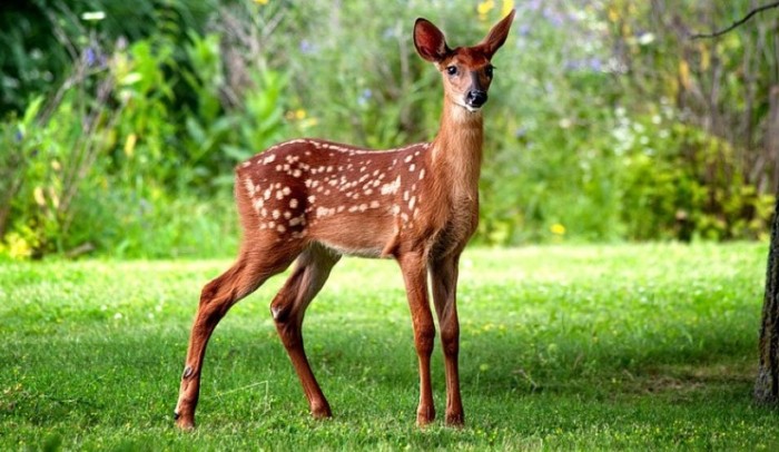 Gambar Rusa Hutan Terbaru 