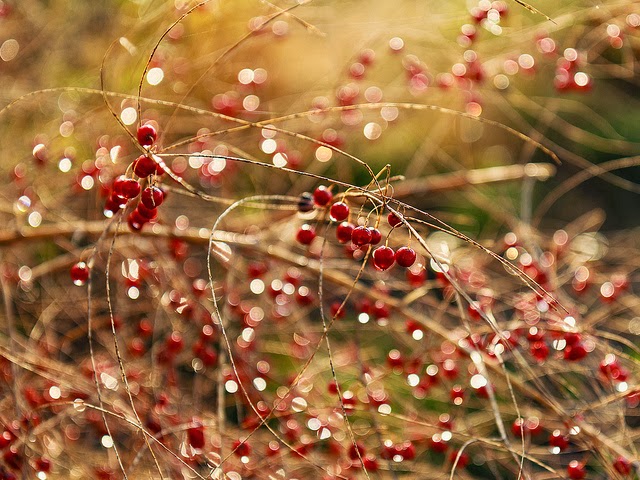 Insects & Plants