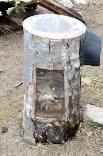 Raccoons In A Stump Toronto Zoo