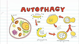 autophagy image describe