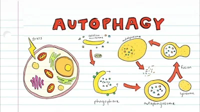 autophagy, cellular cleansing, cell health, longevity, fasting, exercise, diet