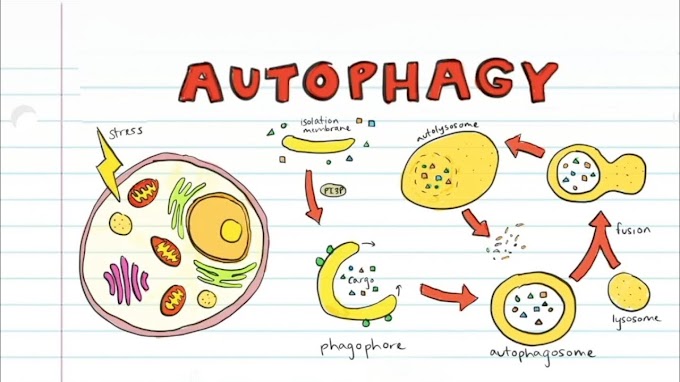 What is Autophagy?