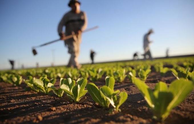 Coldiretti: dopo 2 mesi di siccità la pioggia salva i campi