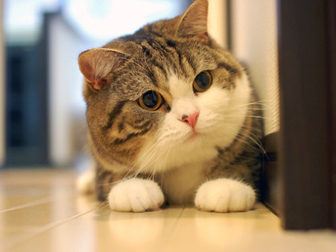 tulip merah kucing scottish fold yang comel 