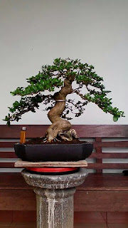 bonsai