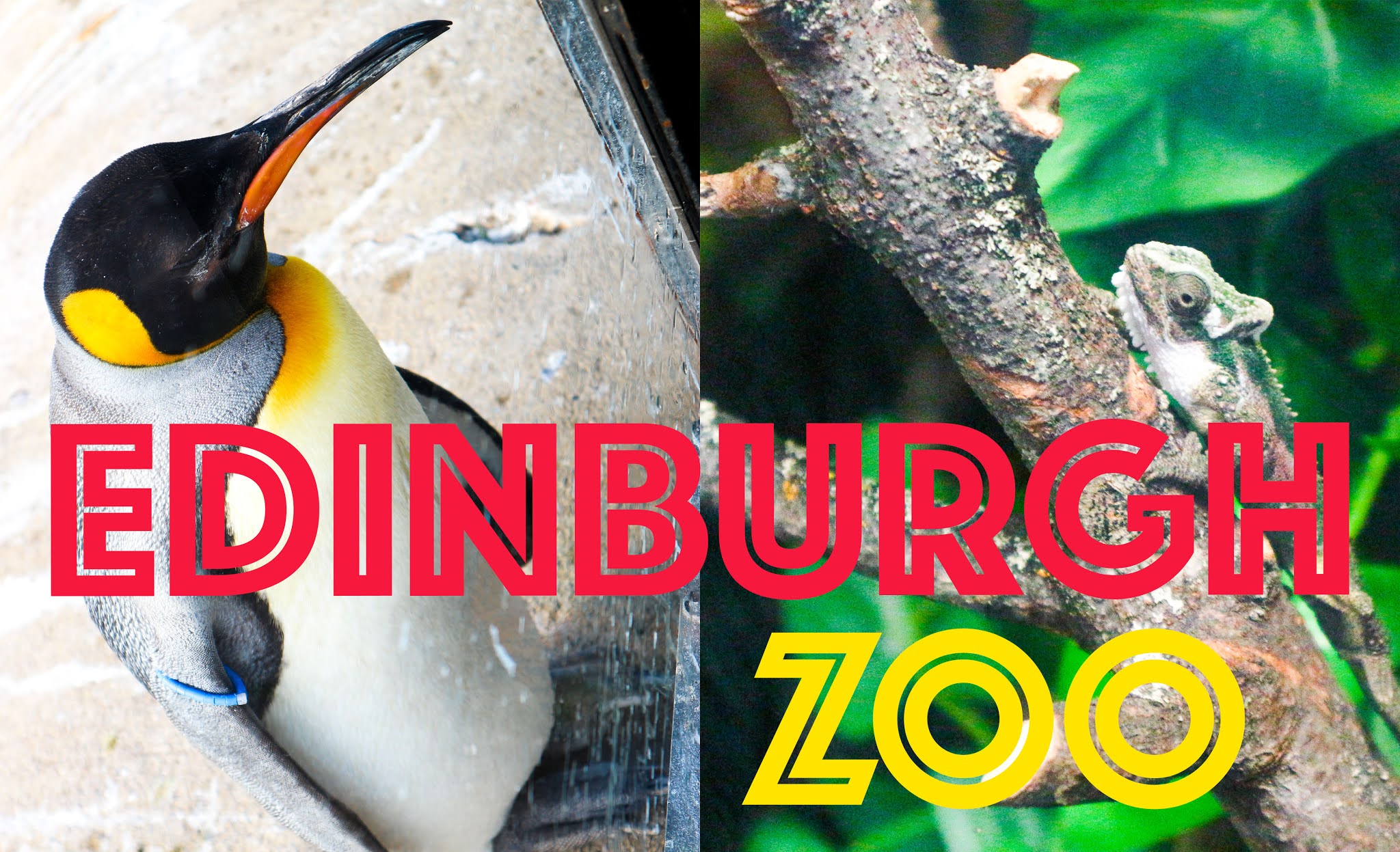 EDINBURGH ZOO VLOG