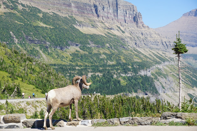 animal glacier national park montana