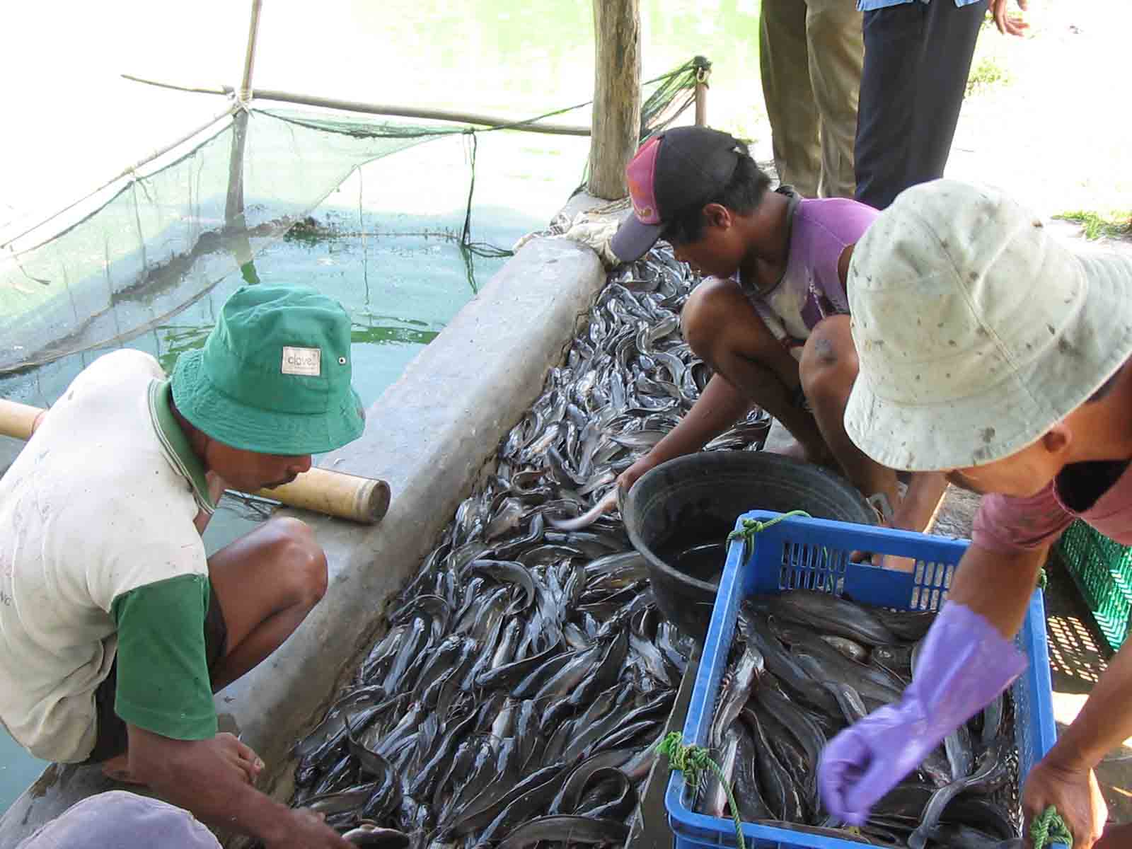 cara ternak bebek petelur sukses