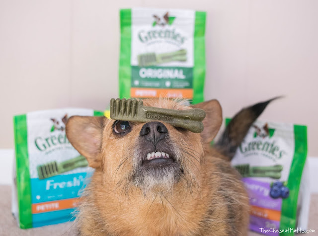 Mini Review: Greenies Dog Dental Chews