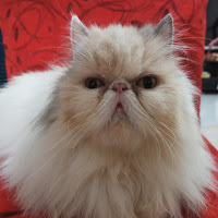 Jual Adopsi Kucing Persia Petshop Surabaya