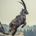 Picture of an alpine ibex