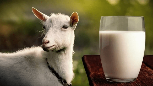 ছাগলের দুধের উপকারিতা | Benefits of Goat Milk