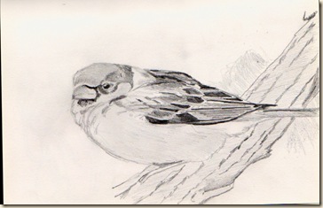 sparrow