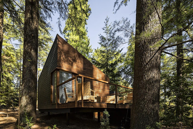 Picture of brown small house in the forest