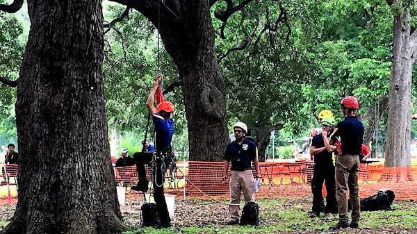 Arborist - Forest Tree Service